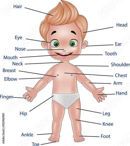 Illustration of human body 