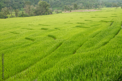 rice terrace