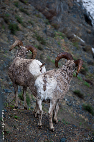 Two bighorn sheep