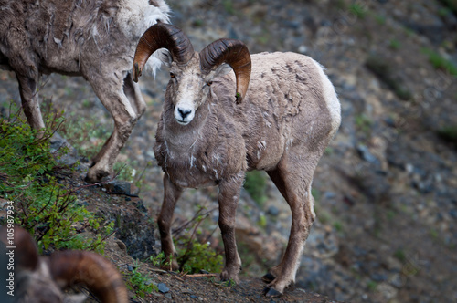 Bighorn sheep