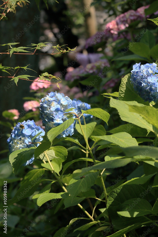 Hydrangea