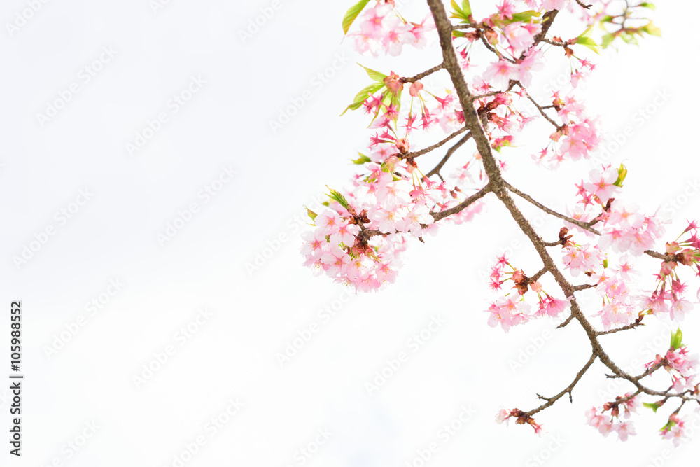 Cherry blossoms

