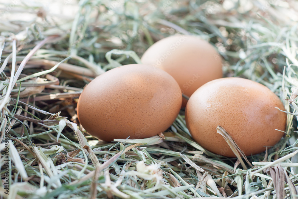 eggs in nest eggs in nest