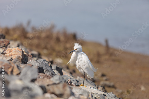 Snowy Egret, Egretta thula, bird forages in a marsh in Huntington Beach, Southern California, United States photo