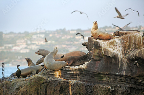 Children's Pool, La Jolla, California