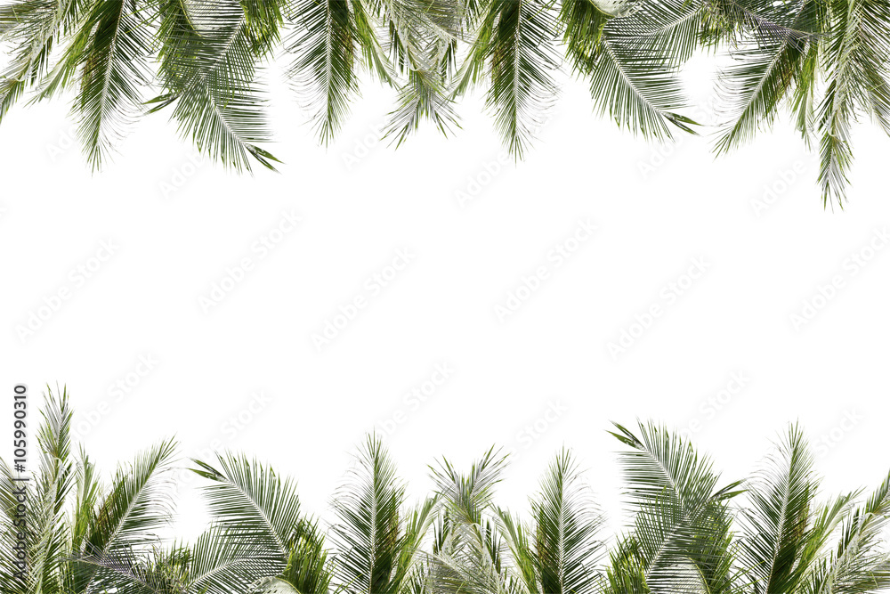 Frame of palm leaves and trees on white background.
