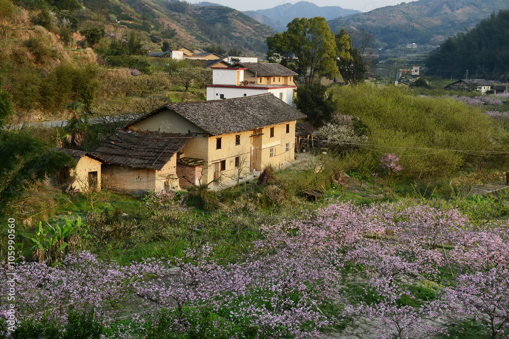 Rural landscape,Peach Blossom in moutainous area in shaoguan dis