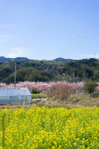 Rape field and Kawazu cherry tree