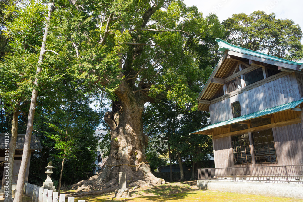 Large Camphor tree of Kawazu Kinomiya Shrine