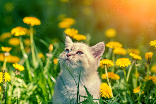 Fototapeta Naklejka Na Ścianę i Meble -  Little kitten walking in dandelion lawn