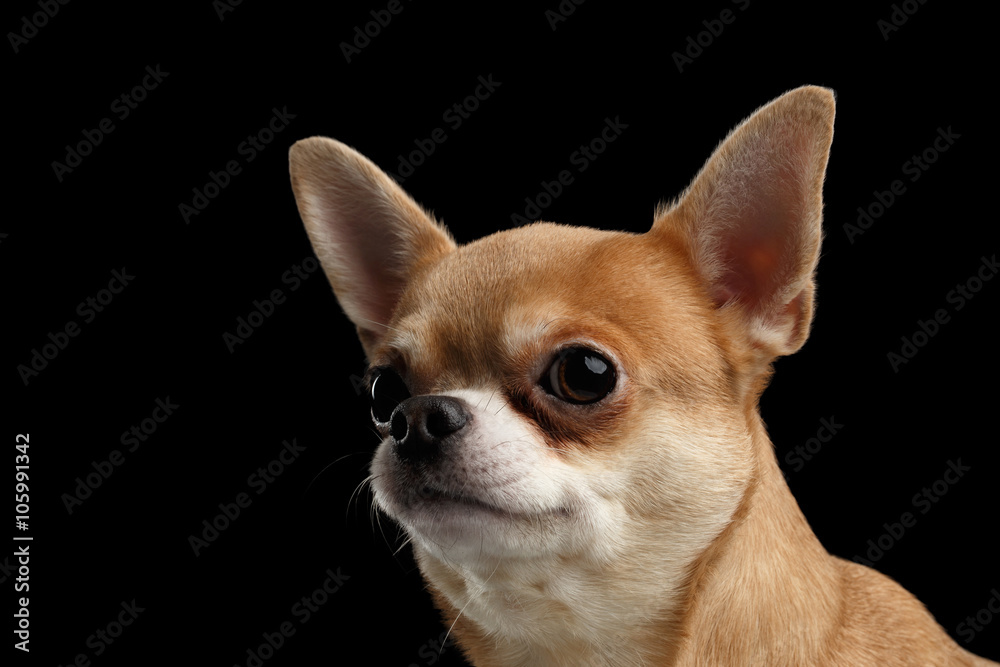 Closeup Portrait of Chihuahua dog Looking outside isolated  on Black