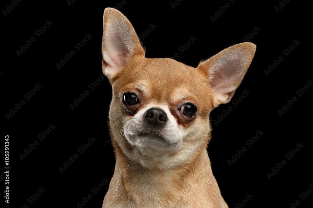 Closeup Portrait of Chihuahua dog Looking in Camera isolated  Black