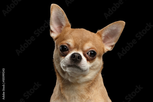 Closeup Portrait of Chihuahua dog Looking in Camera isolated  Black © seregraff