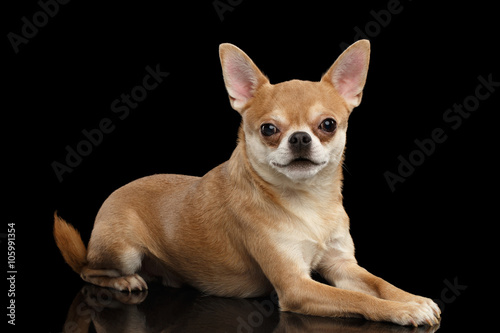 Chihuahua dog Cute Lies on Mirror and Looking in Camera © seregraff