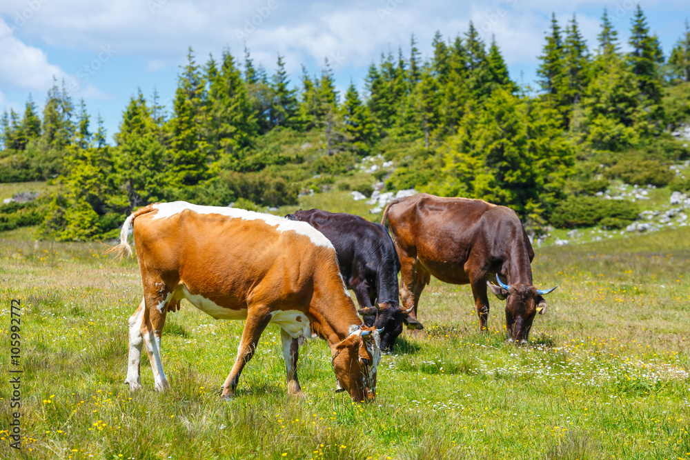 Herd of cows at summer green field