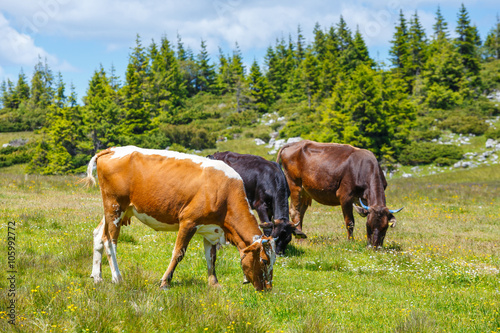 Herd of cows at summer green field