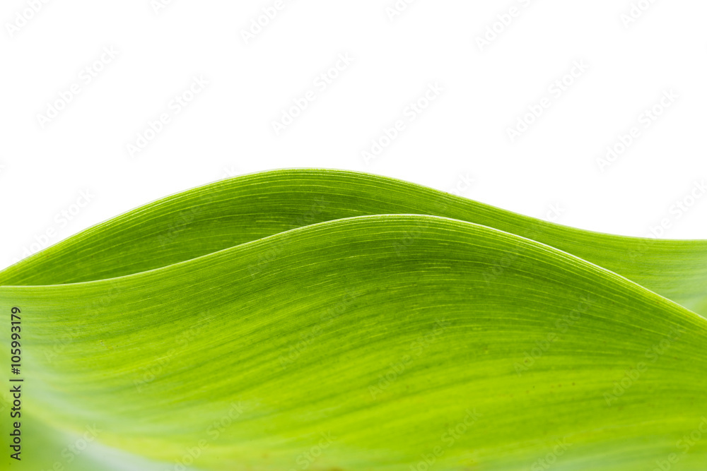 Fototapeta premium Water Hyacinth (Eichhornia crassipes). Plant with leaves isolated on white background.