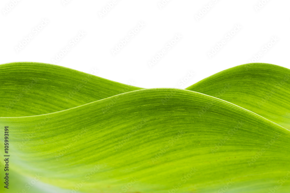 Fototapeta premium Water Hyacinth (Eichhornia crassipes). Plant with leaves isolated on white background.