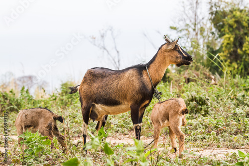 Goat family © idmanjoe