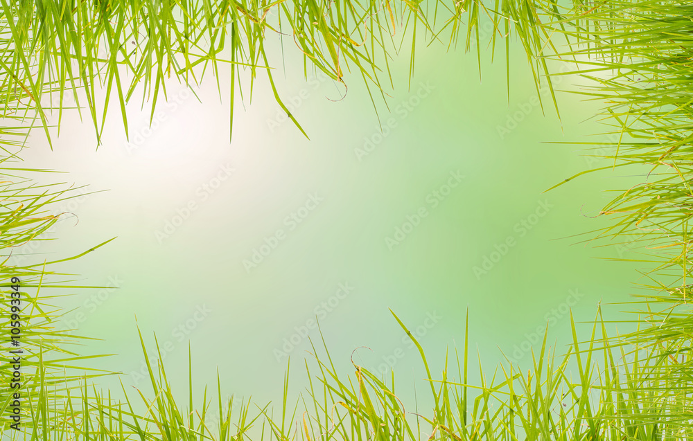 Obraz premium fond d'herbe