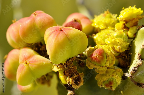 Ripening fruit on an Euphorbia abyssinica plant photo