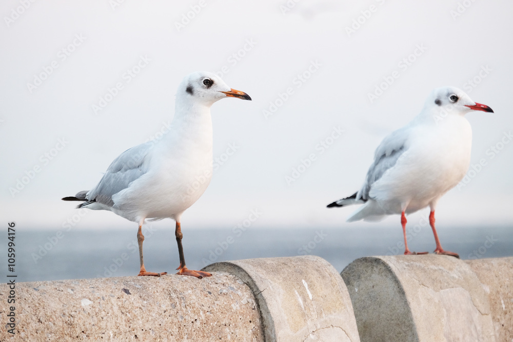 Fototapeta premium White seagull standing on the concrete - Soft Focus