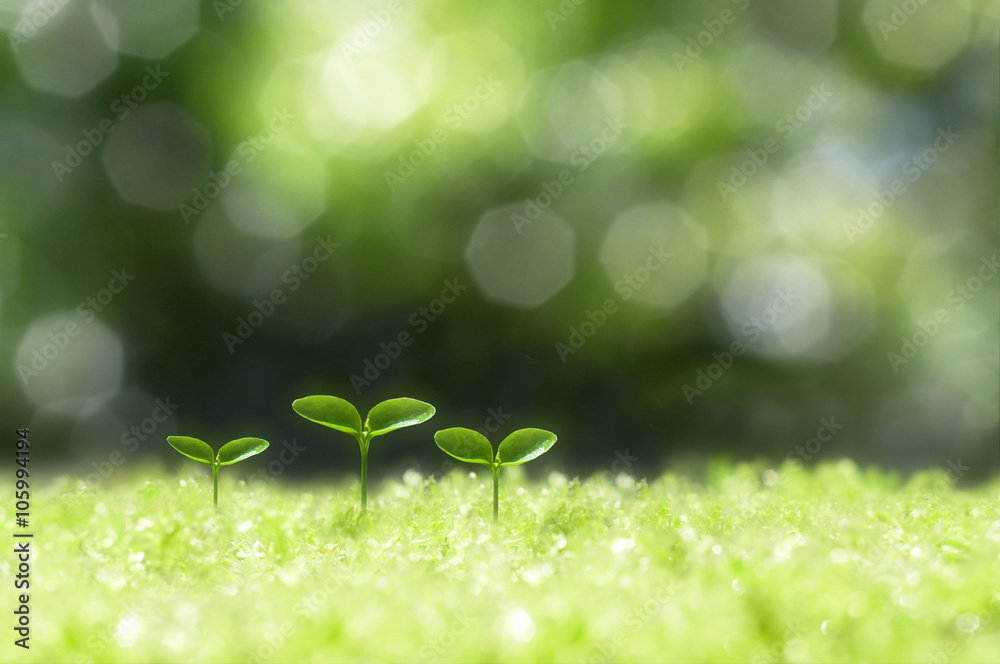 森の中の芽生え Stock 写真 | Adobe Stock