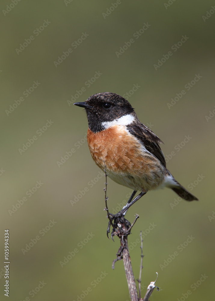 Common Stonechat (Saxicola torquata) male perched, Marazion Marsh RSPB Reserve, Cornwall, England, UK. Common Stonechat (Saxicola torquata) male perched, Marazion Marsh RSPB Reserve, Cornwall, England, UK.