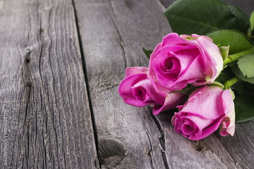 Pink roses against a dark background