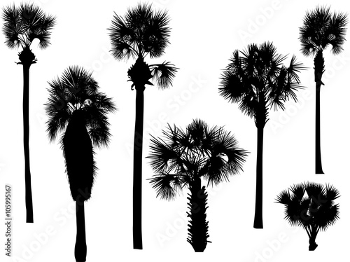 six palm silhouettes isolated on white