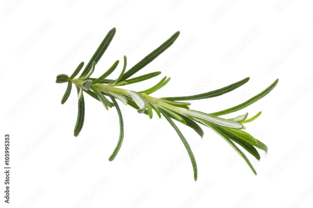 Rosemary twig on the isolated white background. Rosemary twig on the isolated white background.