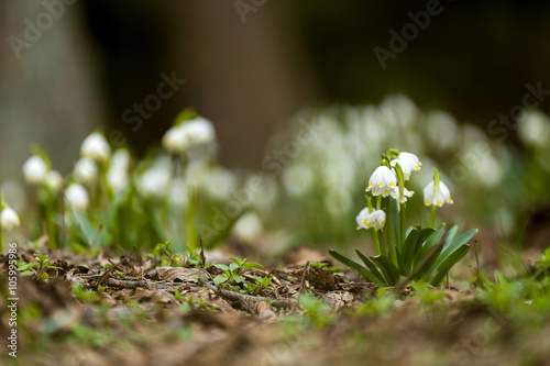 early spring snowflake flowers