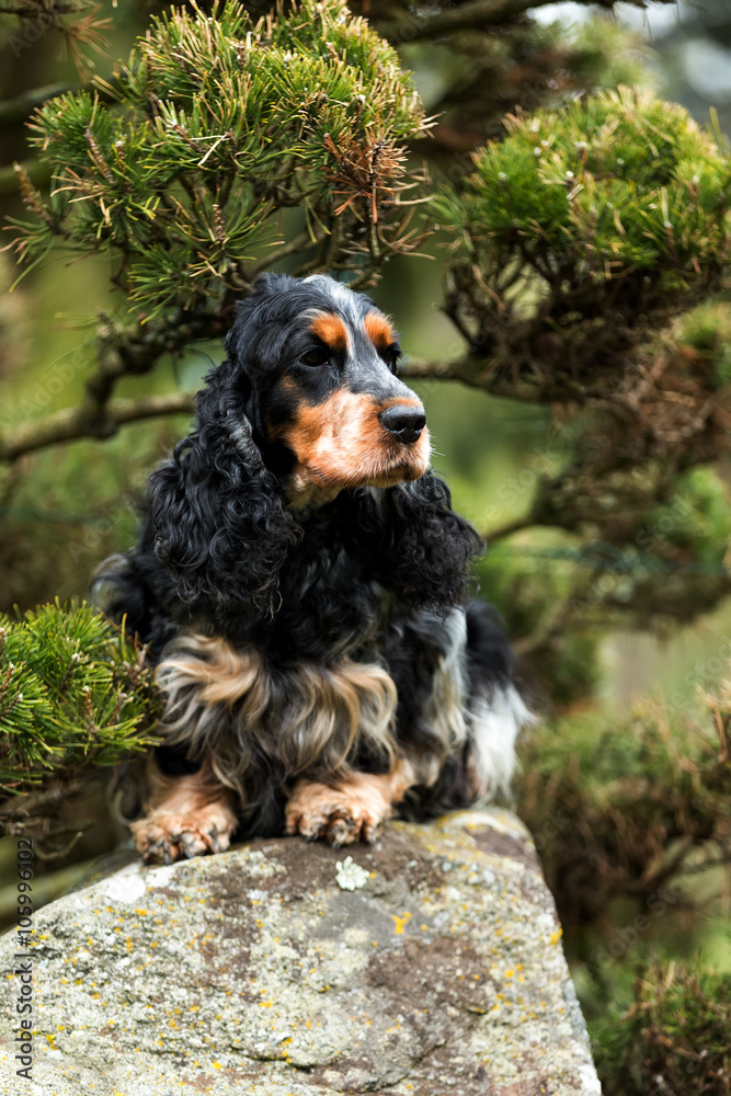 portrait of sitting english cocker spaniel portrait of sitting english cocker spaniel