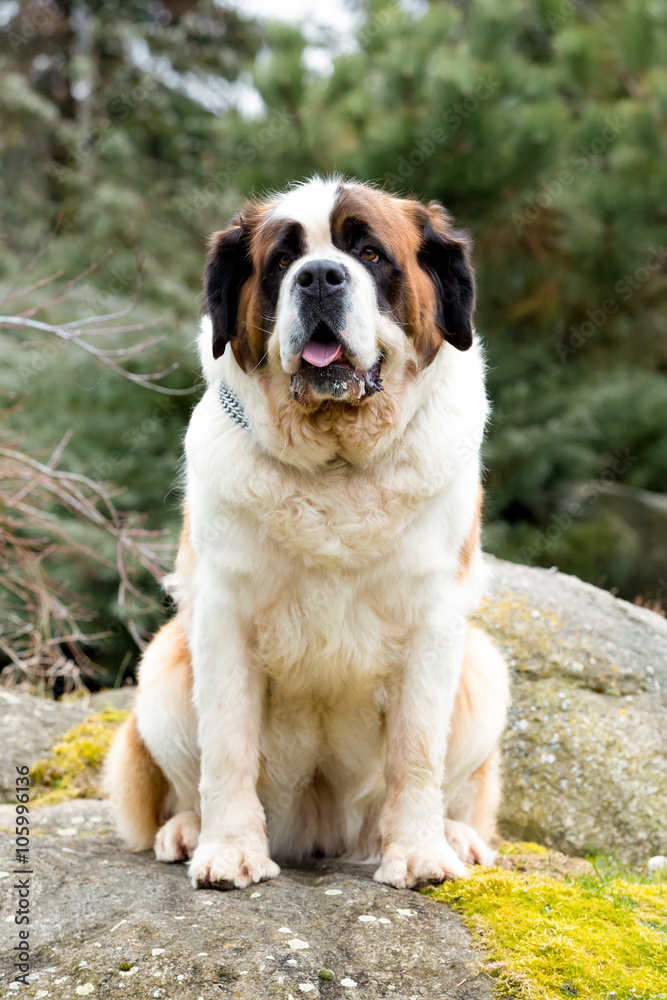 Portrait of a nice St. Bernard dog