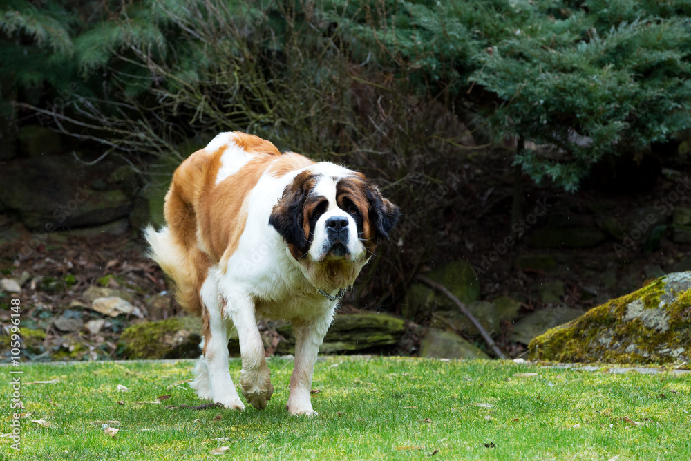 Portrait of a nice St. Bernard dog