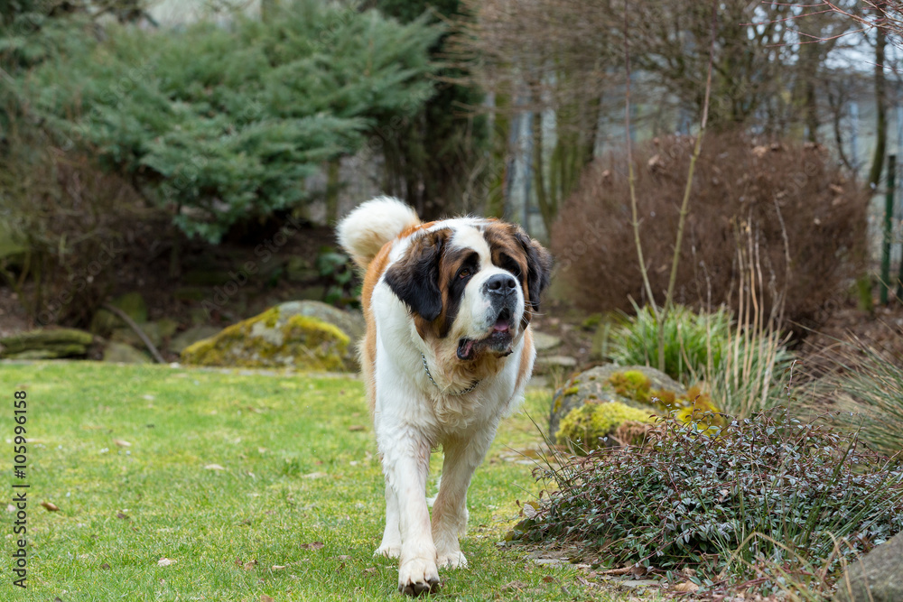 Portrait of a nice St. Bernard dog Portrait of a nice St. Bernard dog