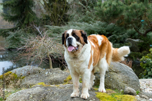 Принти на полотні Portrait of a nice St. Bernard dog