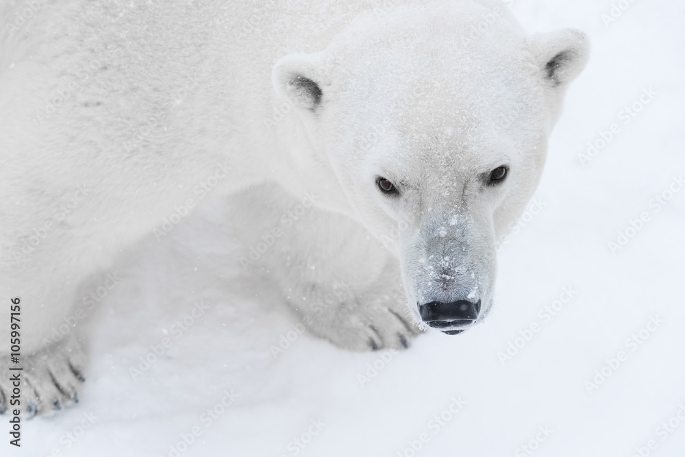 Young Polar Bear playing in snow