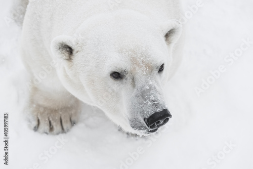 Young Polar Bear playing in snow