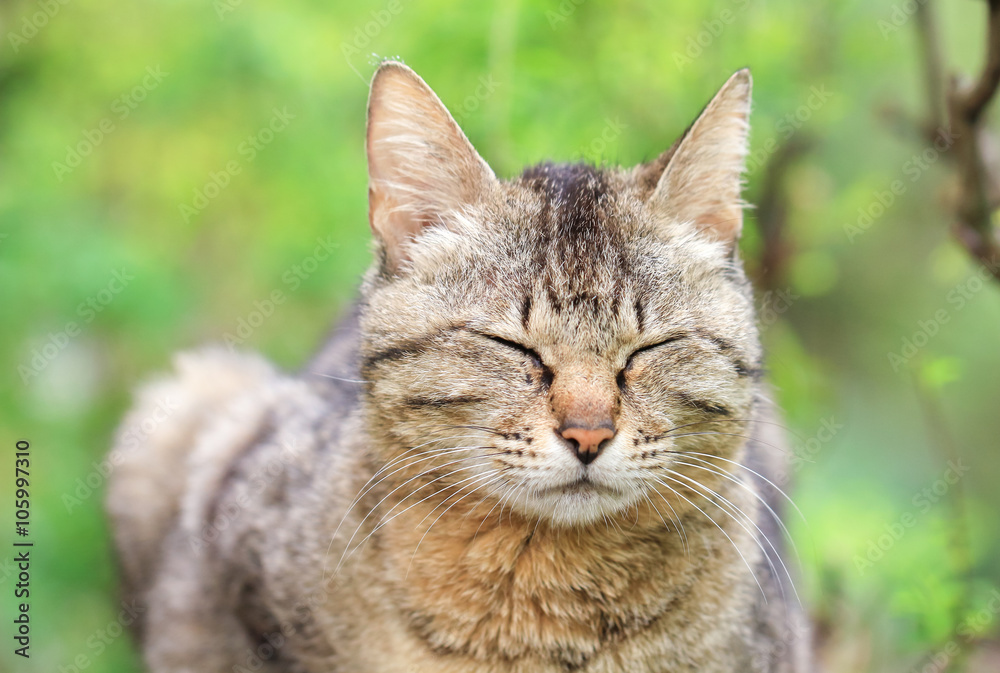 Portrait of a stray cat / 野良猫