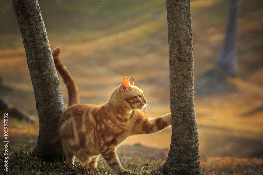 domestic orange fur cat relaxing in park with beautiful morning domestic orange fur cat relaxing in park with beautiful morning