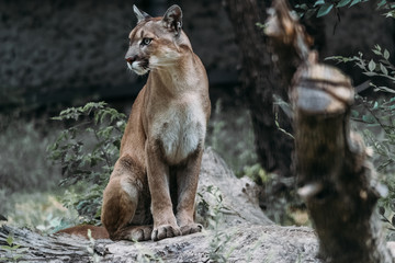 Crédence de cuisine Puma Portrait fascinant d'un cougar fauve  © Michael Cola