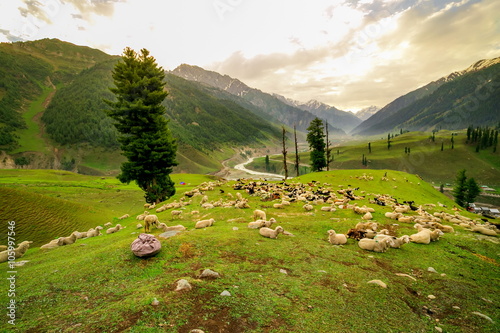 Sheep Grazing on a Hill,kashmir photo