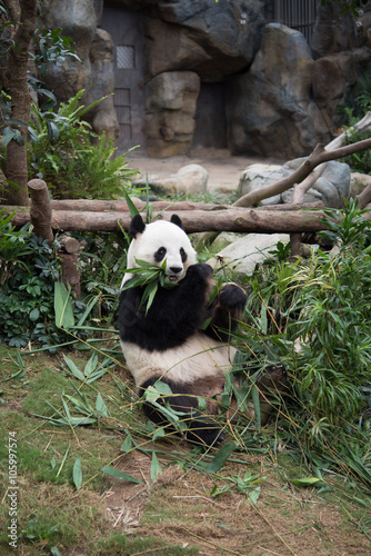 Cute giant panda (Ailuropoda melanoleuca) in wildlife