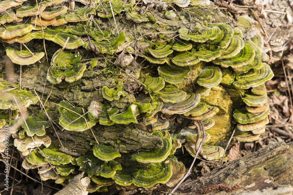 greenish inedible mushrooms in detail