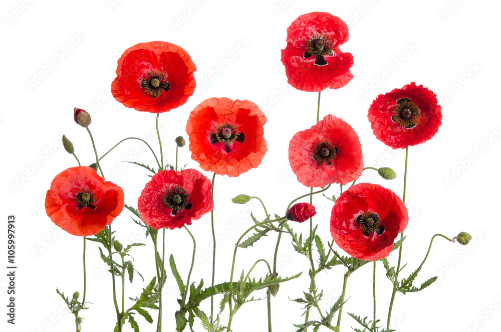 red poppies isolated on white background red poppies isolated on white background