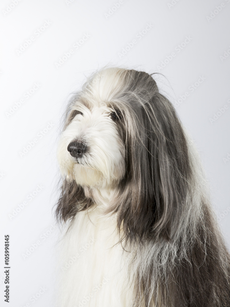 Bearded collie portrait. Image taken in a studio. Bearded collie portrait. Image taken in a studio.