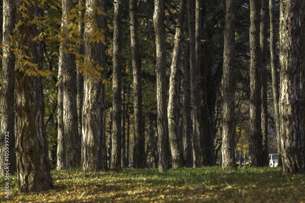 Obraz premium Forest trees nature autumn wood backgrounds