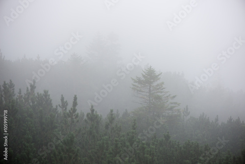 panoramic view of misty forest