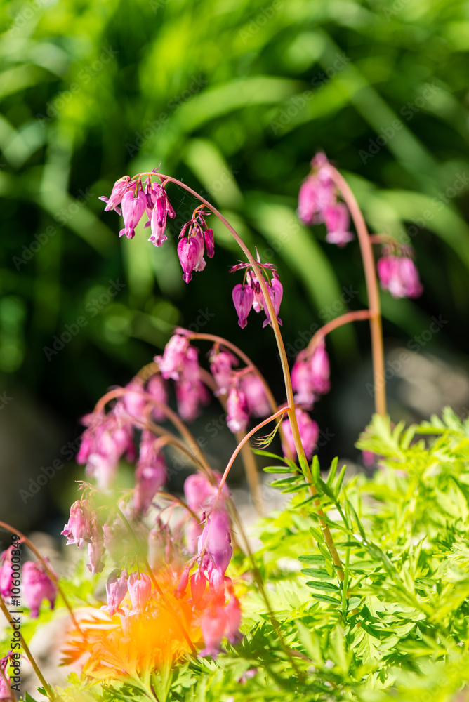 Obraz premium Green spring foliage in country